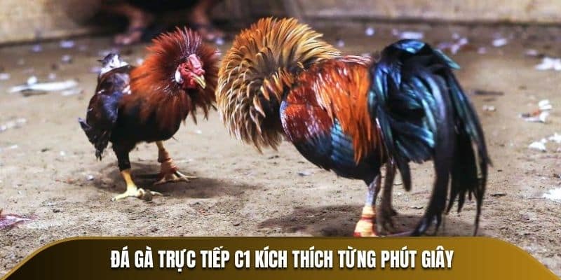 Đá gà trực tiếp C1 kích thích từng phút giây