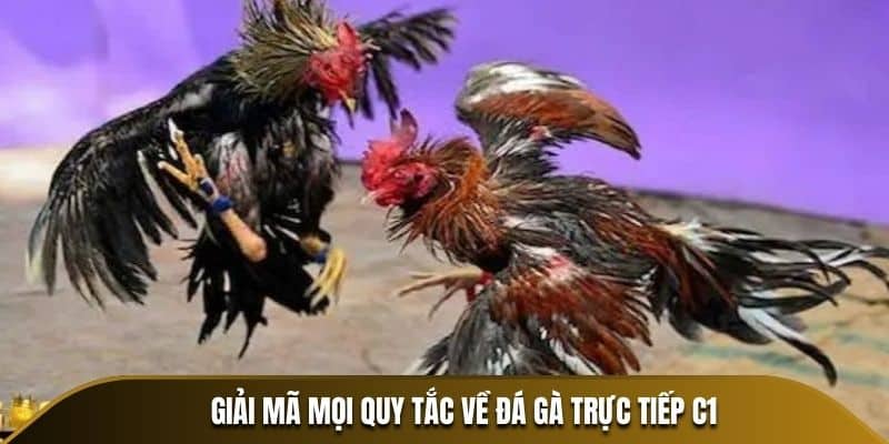 Đá gà thomo giải mã mọi quy tắc về đá gà trực tiếp C1