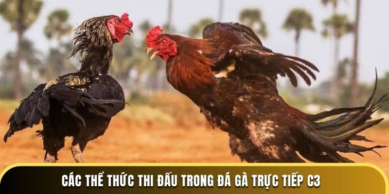 Các thể thức thi đấu trong đá gà trực tiếp C3