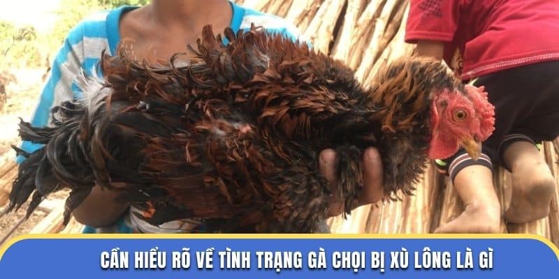 Cần hiểu rõ về tình trạng gà chọi bị xù lông là gì tại dagathomo