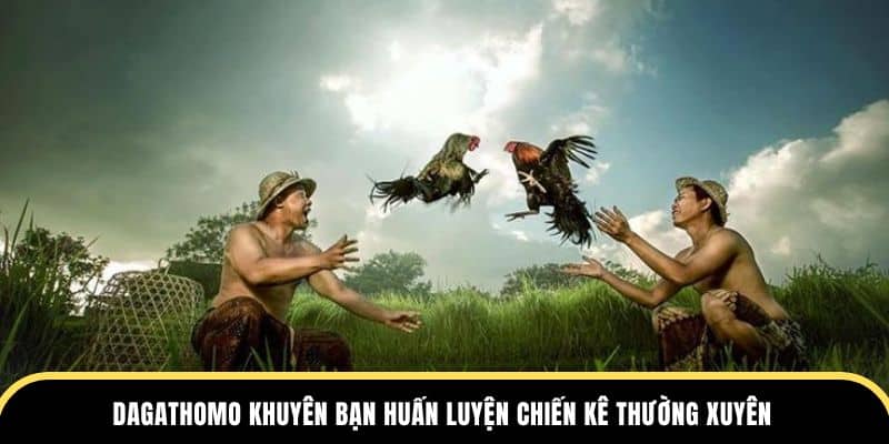 Dagathomo khuyên bạn huấn luyện chiến kê thường xuyên