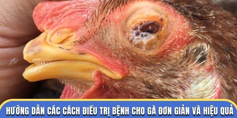 Hướng dẫn các cách điều trị bệnh cho gà đơn giản và hiệu quả tại đá gà thomo