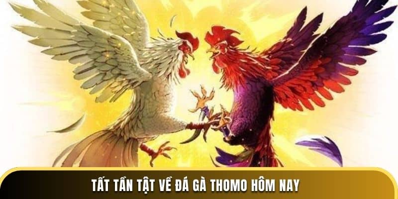 Tất tần tật về đá gà Thomo hôm nay