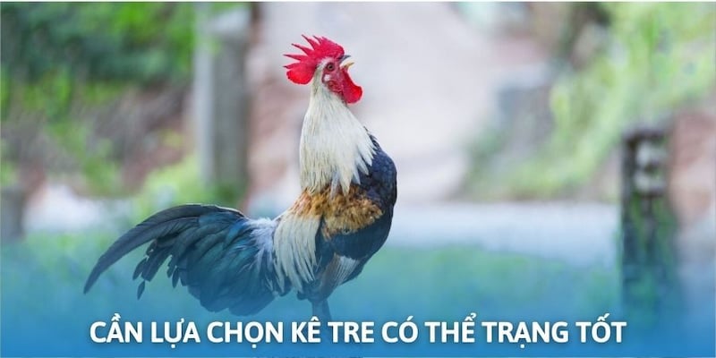 Tiêu chí kiểm tra thể trạng kê tre khi tham gia đá gà Thomo